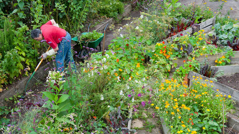 Community garden