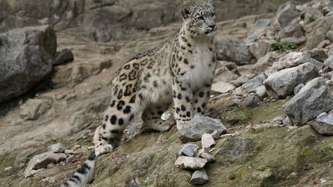 Snow leopard