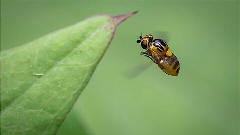 Macro photo of an insect flying in front of a leaf