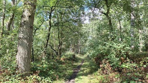 Path through Lawn Wood