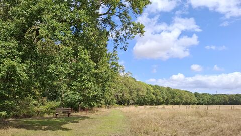 Bench on the edge of Lawn Wood