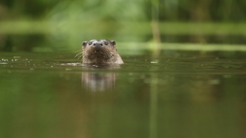 Otter