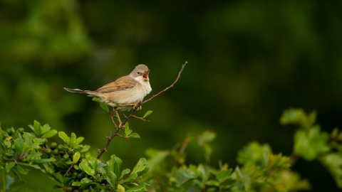 Whitethroat