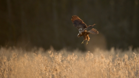 Marsh Harrier