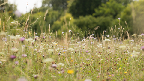 Wildflower meadow