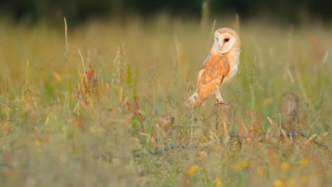 Barn Owl