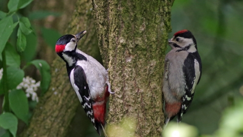 Woodpecker