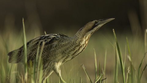 Bittern