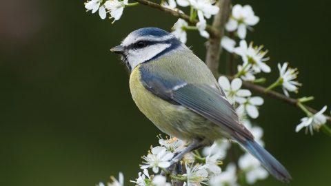 Blue tit