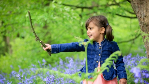 Bluebell woods