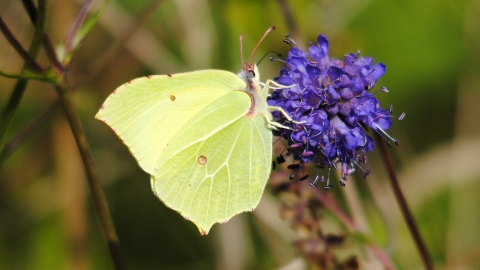 Brimstone Butterfly