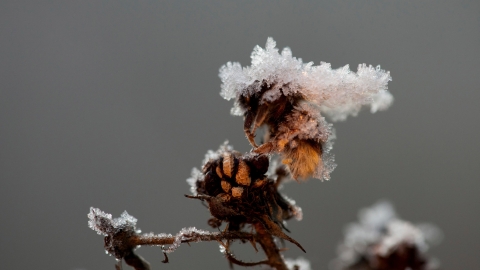 Bee frozen in frost