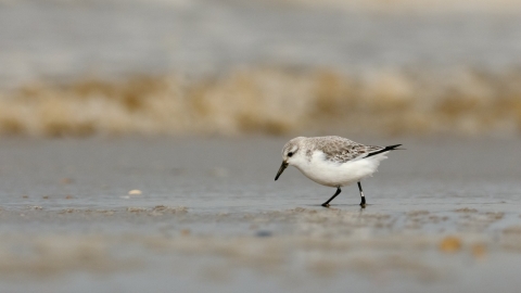 Sanderling