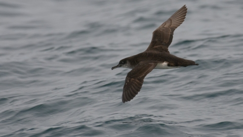 Manx shearwater