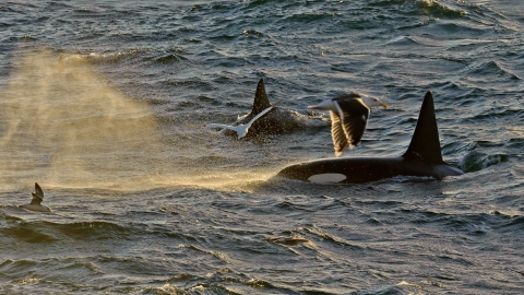 Whales