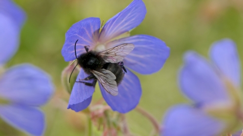 Bumblebee