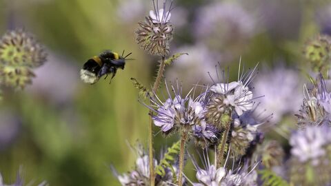 Buff-tailed bumblebee