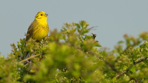 Yellowhammer