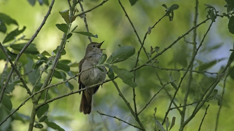 Nightingale