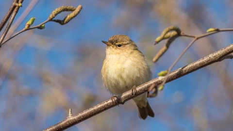 Chiffchaff