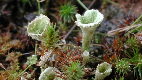 Cladonia Pyxidata Lichen