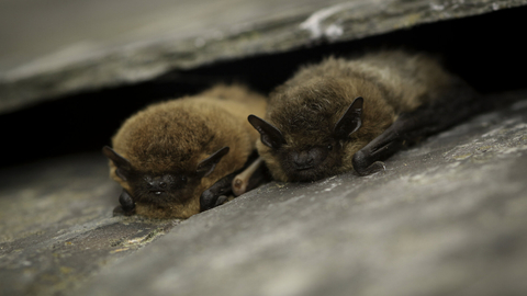 Bats