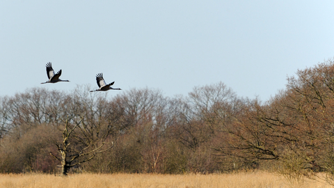 Common cranes