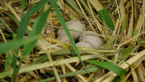 Coot eggs in nest 