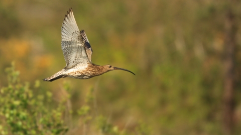 Curlew