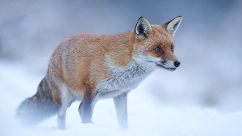 Fox