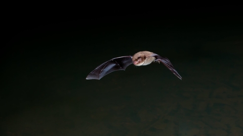 Daubenton bat