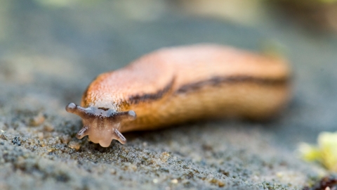 Dusky Slug