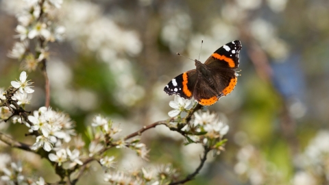 Red Admiral