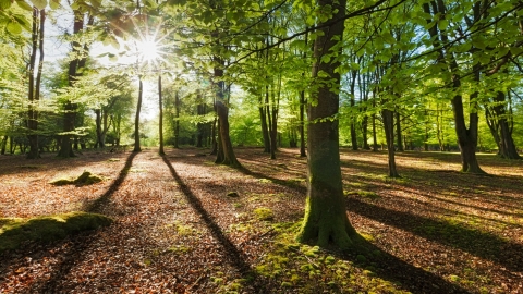 Beech
