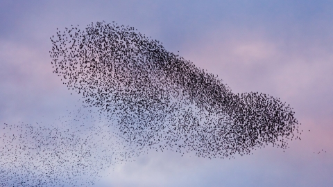 Starling murmuration