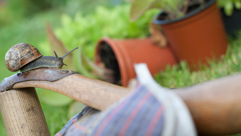 Gardening with wildlife, snail on gardening gloves with pot plants behind