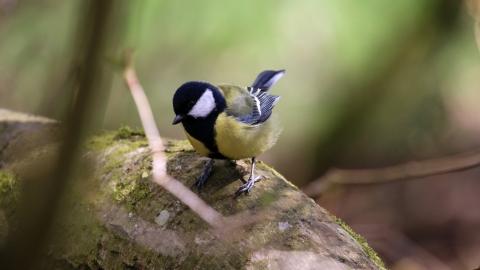 Great Tit