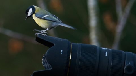 Great tit on camera