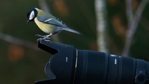 Great tit on camera