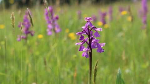 Green-winged orchid