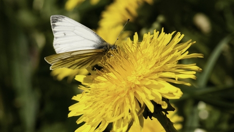 Green-veined white butterfly on dandelion
