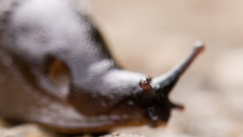 Slug