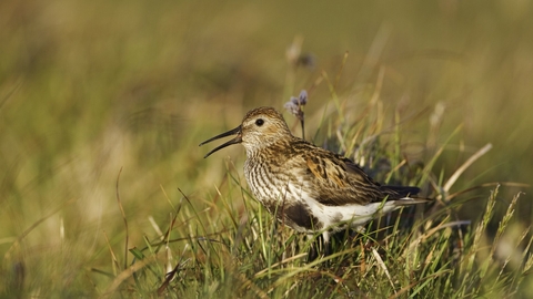 Dunlin