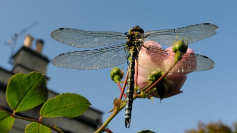 Dragonfly
