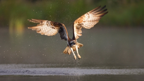 Osprey