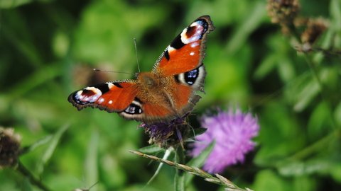 Peacock butterfly