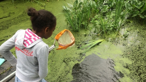 Pond dipping