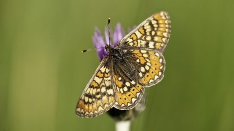 Marsh fritillary