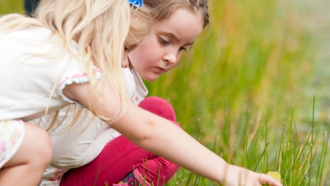 Pond dipping