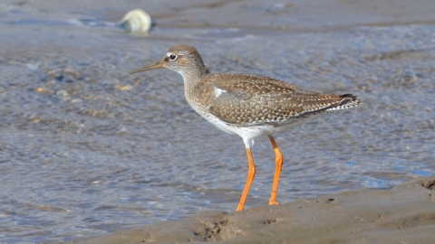 Redshank